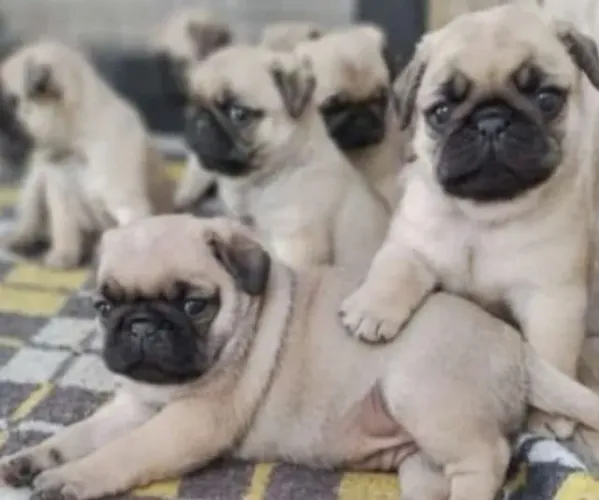 Pug Filhotes Lindos e Muito Dóceis. 