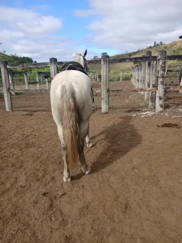 Cavalo