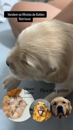 Vendem-se filhote de Golden