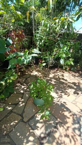 Amora em vaso já produzindo somente 120, retirar em sobradinho 
