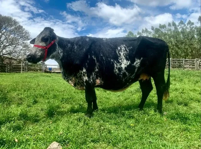 Vaca Giloranda Inseminada - cria em 15 dias sexada de Touro Holandes