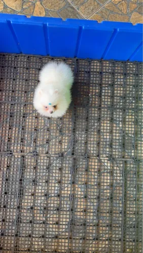 Spitz alemão anao branco neve - super peludo