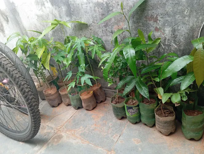 Mudas frutíferas
