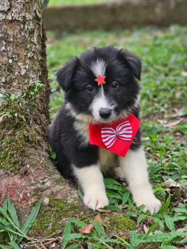 Border Collie | Entrega em Londrina 18/12 