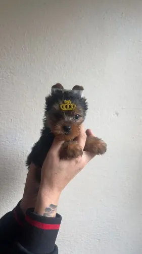 Yorkshire terrier preto e canela/azul aço 