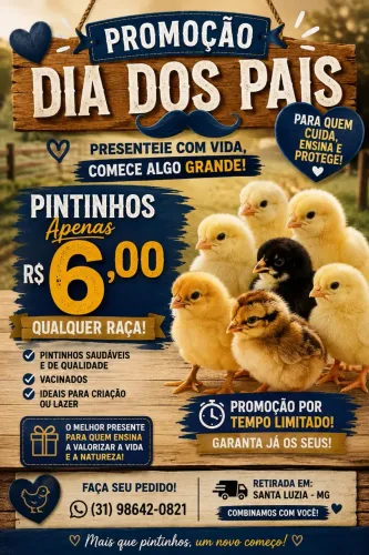 Promoção de pintinhos 