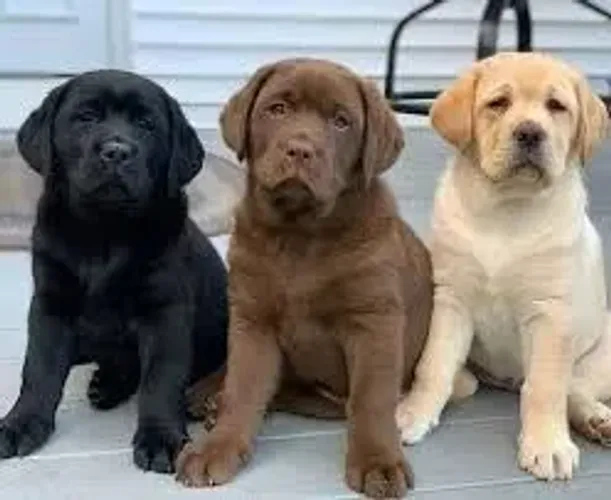 labrador comportados
