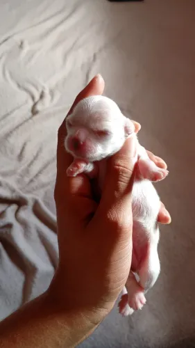 Pet