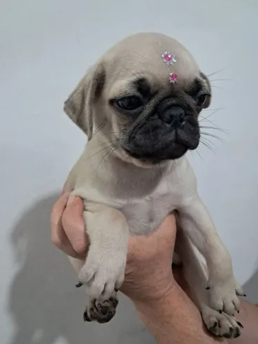 Filhote de Pug o pequeno companheiro que faz a casa mais feliz