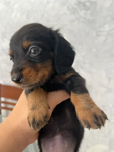 Dachshund pelo longo 
