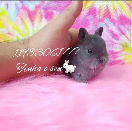 Mini coelho anão mansinhos