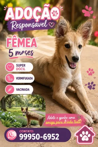 Adoção de cachorra