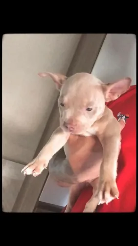 Vendo filhotes de Pit Monsters 