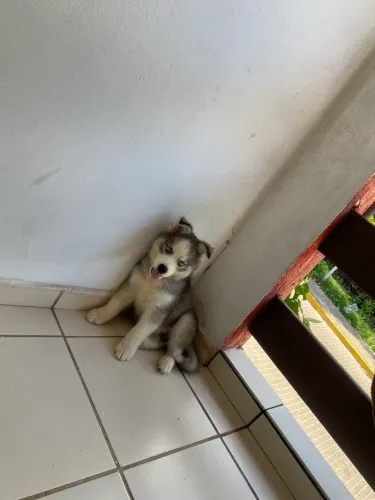 Husky siberiano