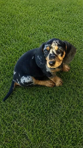 Filhote de Daschund Arlequim macho