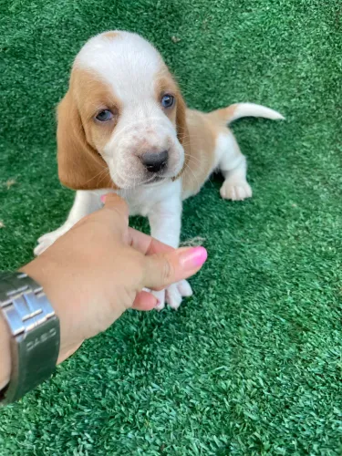 Basset hound babys