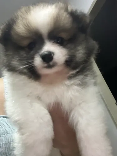 Lulu da Pomerania