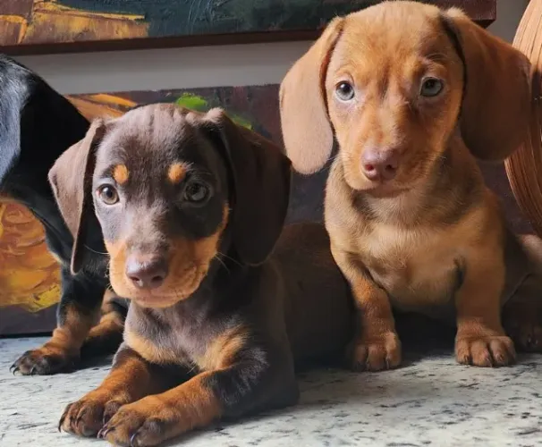 Basset /Cofap Disponível.