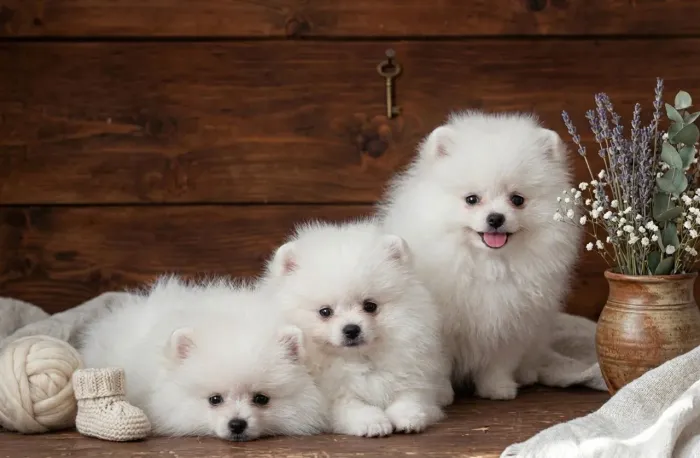 Doação Lulu da Pomerânia