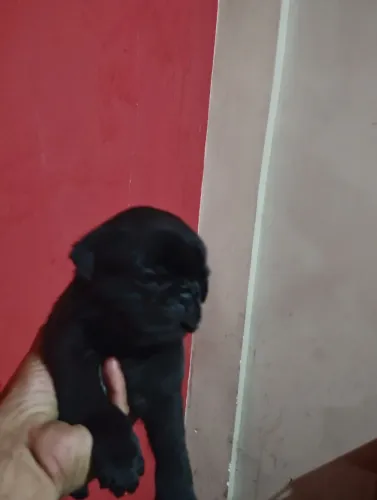 Filhotes de Pug 