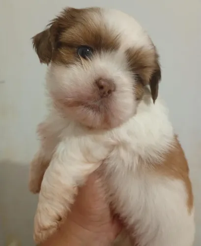 Cachorro Macho Shih Tzu
