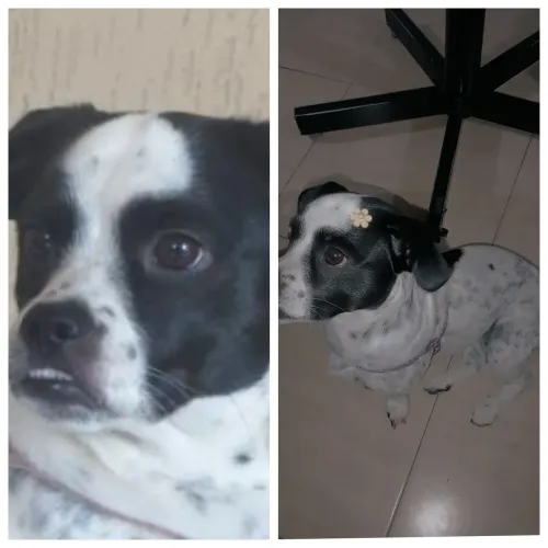 Cachorro porte pequeno