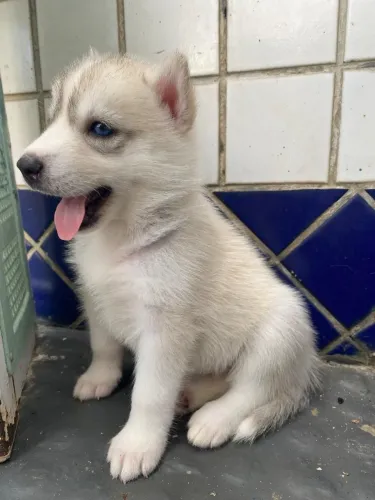 Filhotes Husky Siberiano