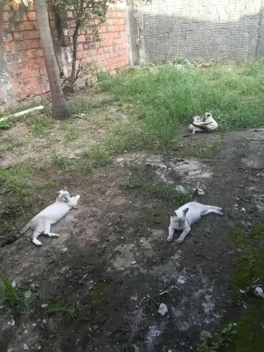 Gatos
