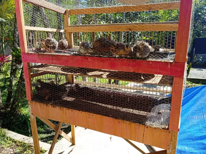 Vende codornas com gaiola