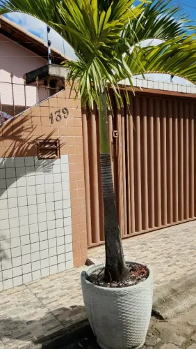 Palmera adulta