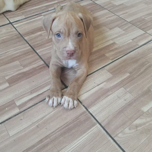 Cachorro Pitbull 