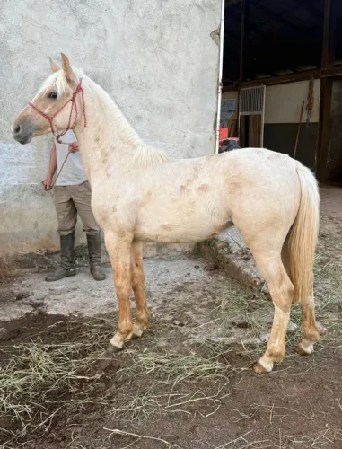 Égua potra baia ruana
