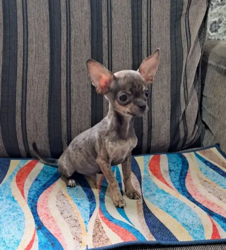 Lindos filhotes de chihuahua MACHO