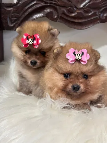 Lulu da pomerania