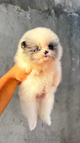 Lulu da pomerania