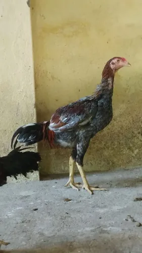 Galo Indiano