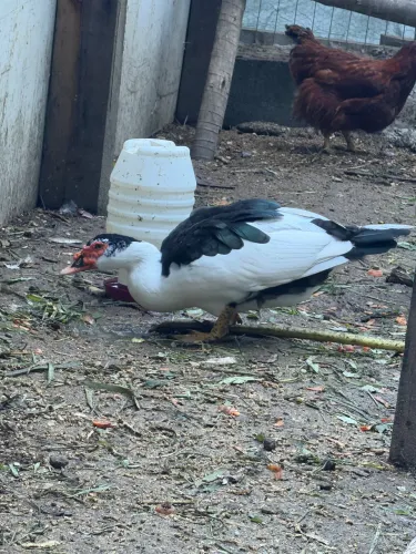 Vendo pato 