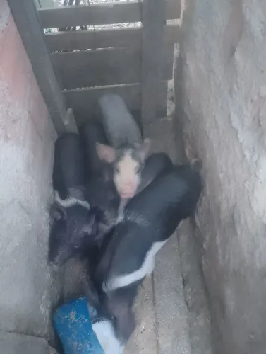 Filhote de leitão de 3 meses de vidas