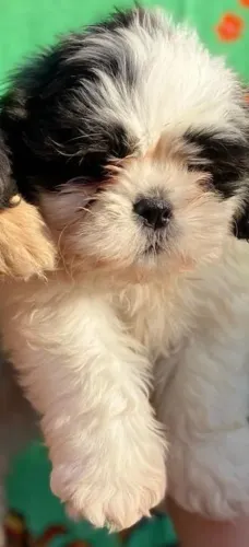 Shih tzu pequeno porte 