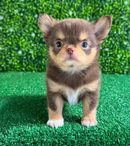 Chihuahua pelo longo e curto