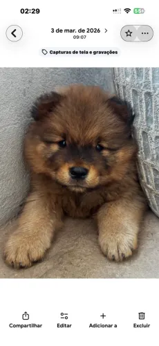 Vendo filhotes de chow chow com pedigree 
