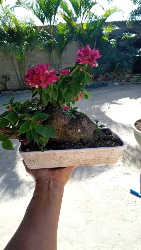 Bonsai Buganvília