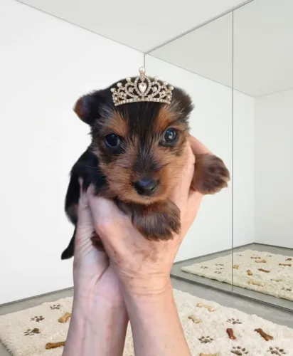 Yorkshire Terrier Filhote Linda e Brincalhona