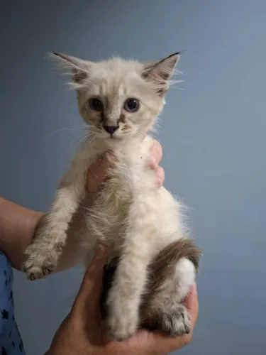 Gatos para adoção 