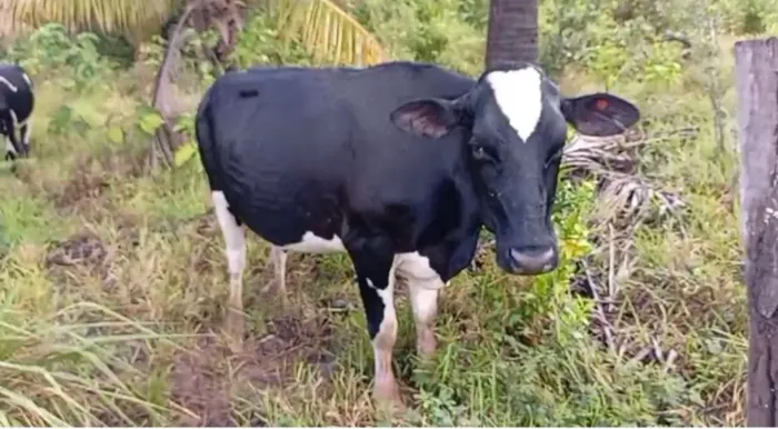 Vacas leiteiras