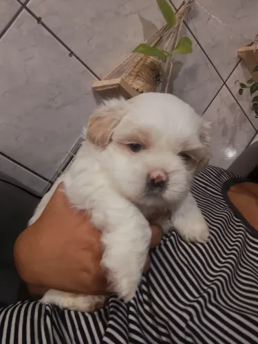 Shitzu micro macho e fêmea ótimo presente de dia dos namorados 