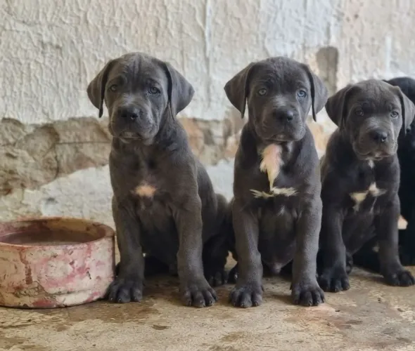 Cane corso