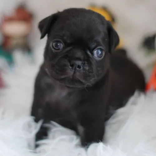 Pug / Procurando um amigo?