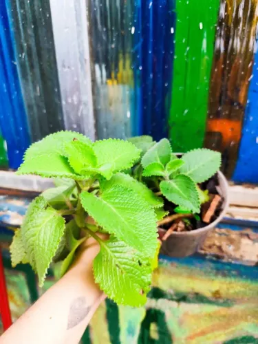 Boldo-Brasileiro - Planta Aromática no Vaso