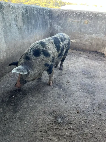 Porca da raça Piau